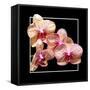 Orchids on Black I-Alan Hausenflock-Framed Stretched Canvas