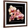 Orchids on Black I-Alan Hausenflock-Framed Art Print