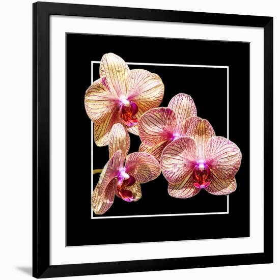 Orchids on Black I-Alan Hausenflock-Framed Art Print
