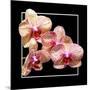 Orchids on Black I-Alan Hausenflock-Mounted Art Print