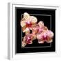 Orchids on Black I-Alan Hausenflock-Framed Art Print