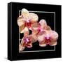 Orchids on Black I-Alan Hausenflock-Framed Stretched Canvas