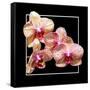 Orchids on Black I-Alan Hausenflock-Framed Stretched Canvas