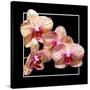 Orchids on Black I-Alan Hausenflock-Stretched Canvas