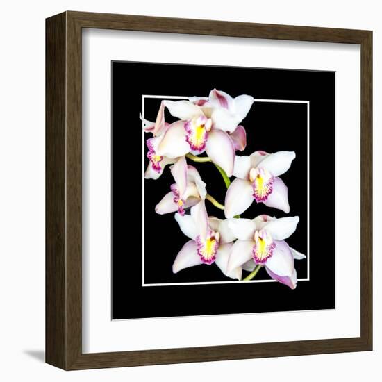 Orchids on Black II-Alan Hausenflock-Framed Art Print