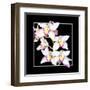 Orchids on Black II-Alan Hausenflock-Framed Art Print