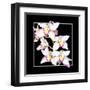 Orchids on Black II-Alan Hausenflock-Framed Art Print