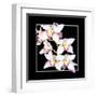 Orchids on Black II-Alan Hausenflock-Framed Art Print