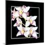 Orchids on Black II-Alan Hausenflock-Mounted Art Print