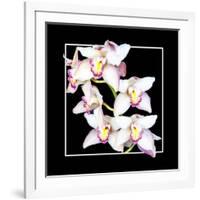 Orchids on Black II-Alan Hausenflock-Framed Art Print