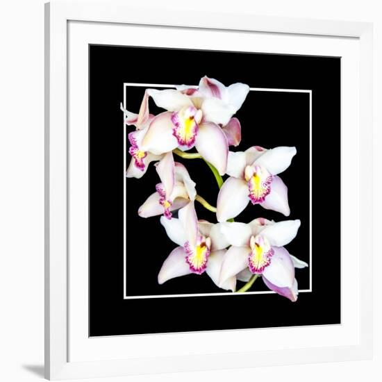 Orchids on Black II-Alan Hausenflock-Framed Art Print