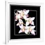 Orchids on Black II-Alan Hausenflock-Framed Art Print