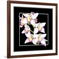 Orchids on Black II-Alan Hausenflock-Framed Art Print