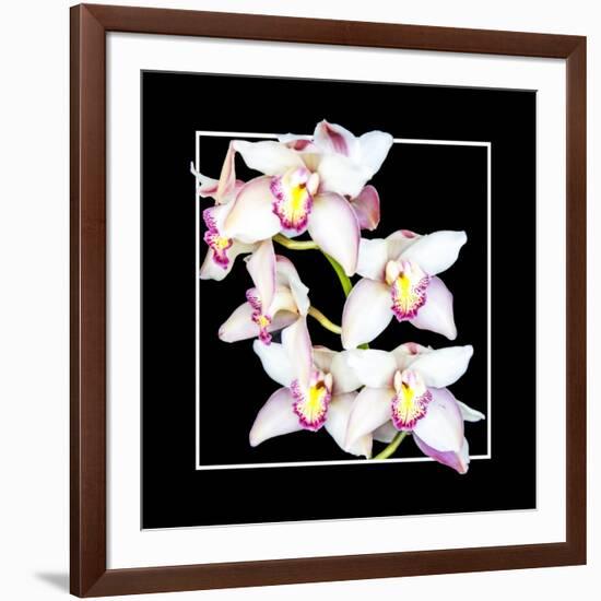 Orchids on Black II-Alan Hausenflock-Framed Art Print