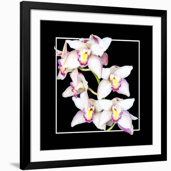 Orchids on Black II-Alan Hausenflock-Framed Art Print