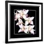 Orchids on Black II-Alan Hausenflock-Framed Art Print