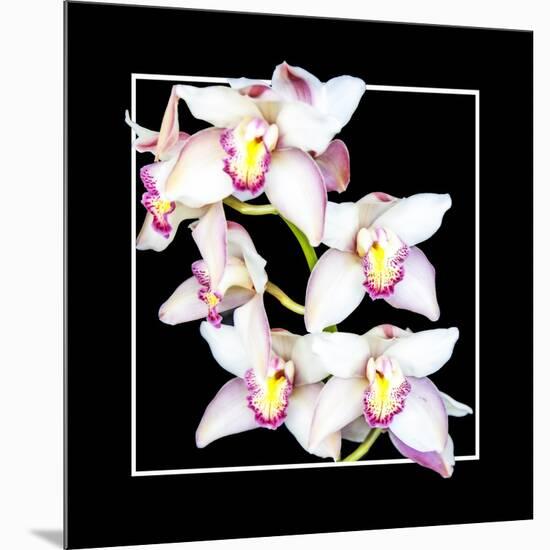 Orchids on Black II-Alan Hausenflock-Mounted Art Print