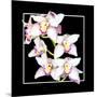 Orchids on Black II-Alan Hausenflock-Mounted Art Print