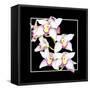 Orchids on Black II-Alan Hausenflock-Framed Stretched Canvas