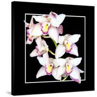 Orchids on Black II-Alan Hausenflock-Stretched Canvas