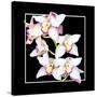 Orchids on Black II-Alan Hausenflock-Stretched Canvas