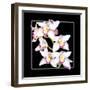 Orchids on Black II-Alan Hausenflock-Framed Art Print