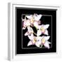 Orchids on Black II-Alan Hausenflock-Framed Art Print