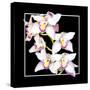 Orchids on Black II-Alan Hausenflock-Stretched Canvas