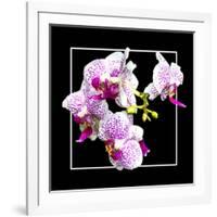 Orchids on Black III-Alan Hausenflock-Framed Art Print