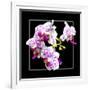 Orchids on Black III-Alan Hausenflock-Framed Art Print