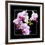 Orchids on Black III-Alan Hausenflock-Framed Art Print