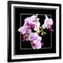 Orchids on Black III-Alan Hausenflock-Framed Art Print