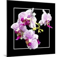 Orchids on Black III-Alan Hausenflock-Mounted Art Print