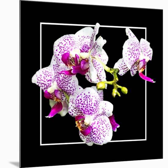 Orchids on Black III-Alan Hausenflock-Mounted Art Print