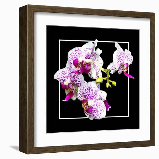 Orchids on Black III-Alan Hausenflock-Framed Art Print