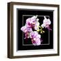 Orchids on Black III-Alan Hausenflock-Framed Art Print