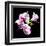 Orchids on Black III-Alan Hausenflock-Framed Art Print