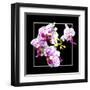 Orchids on Black III-Alan Hausenflock-Framed Art Print