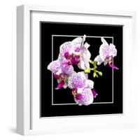 Orchids on Black III-Alan Hausenflock-Framed Art Print