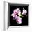 Orchids on Black III-Alan Hausenflock-Framed Art Print