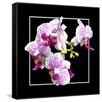 Orchids on Black III-Alan Hausenflock-Framed Stretched Canvas
