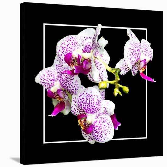 Orchids on Black III-Alan Hausenflock-Stretched Canvas