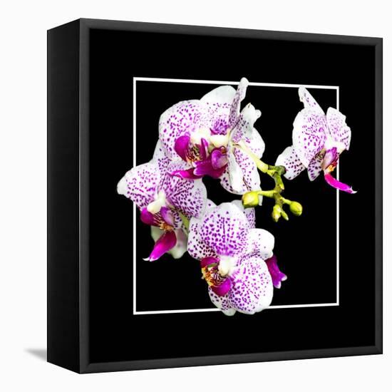 Orchids on Black III-Alan Hausenflock-Framed Stretched Canvas