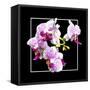 Orchids on Black III-Alan Hausenflock-Framed Stretched Canvas
