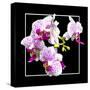 Orchids on Black III-Alan Hausenflock-Stretched Canvas