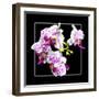Orchids on Black III-Alan Hausenflock-Framed Art Print