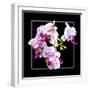 Orchids on Black III-Alan Hausenflock-Framed Art Print