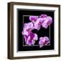 Orchids on Black IV-Alan Hausenflock-Framed Art Print