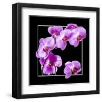 Orchids on Black IV-Alan Hausenflock-Framed Art Print