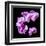 Orchids on Black IV-Alan Hausenflock-Framed Art Print